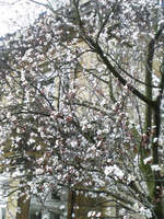 Oxfordの桜